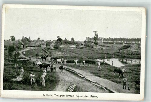 Brest 1917 Unsere Truppen ernten hinter Front Litows Rokitnosümpfe Feldpost Nr.191