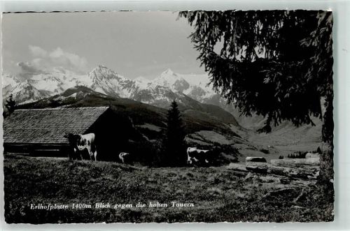 Hohentauern Erlhofplatte 1400 m Kühe