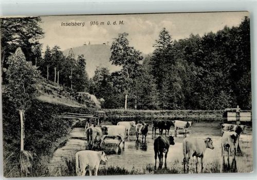 Brotterode Inselsberg Rinderherde