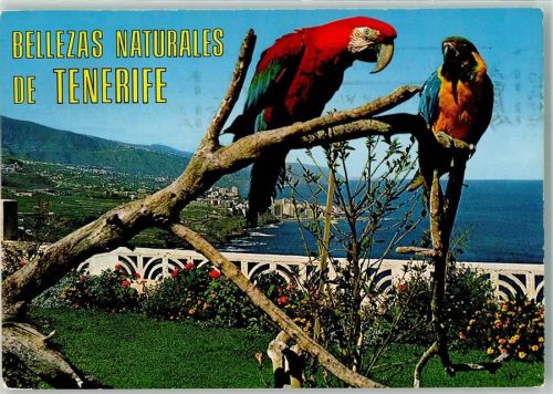 Puerto de la Cruz Papagei
