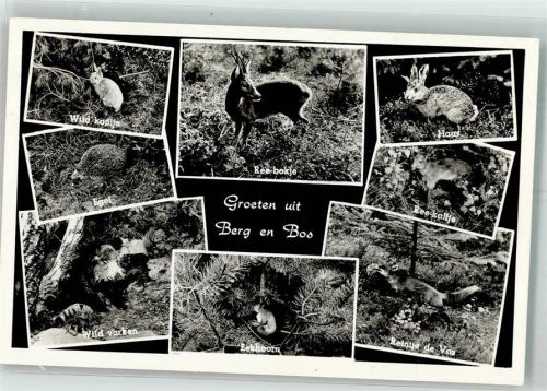 Apeldoorn Berg en Bos Hase Rehbock Eichhörnchen Wildschwein
