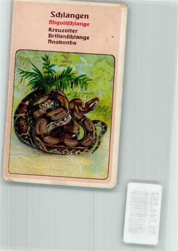 Sammelbild Litho Abgottschlange