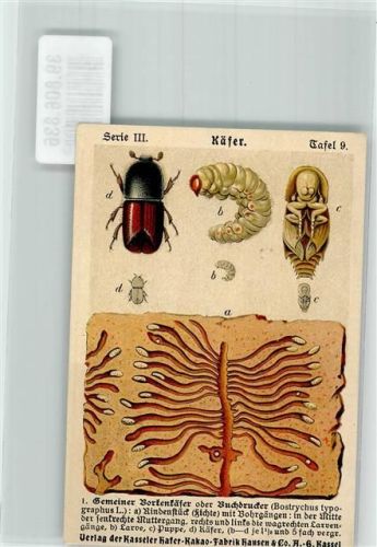 insekten Serie III Tafel 9 Borkenkäfer Hausen Kakao Fabrik Werbung