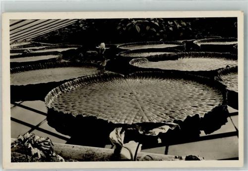 Victoria Regia