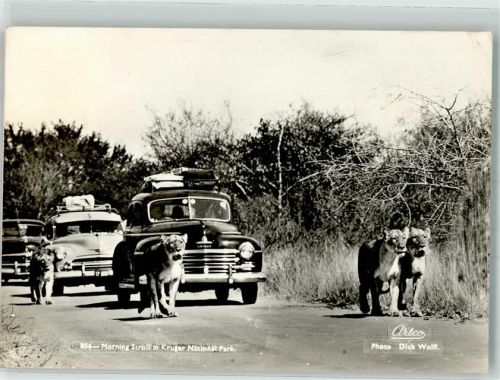 Mbombela 1955 Foto AK Foto Wolff, D. Auto Löwen Kruger Nationalpark