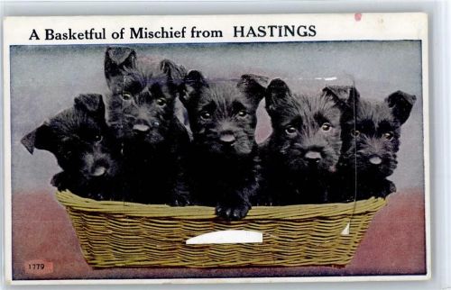 Hastings Leporello , Welpen