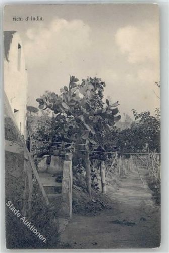 Fichi d´India