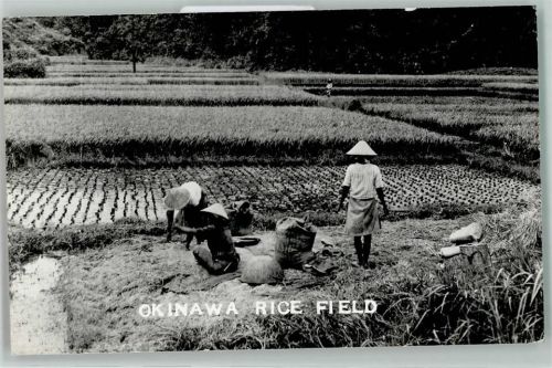 Okinawa Foto AK Reisfeld