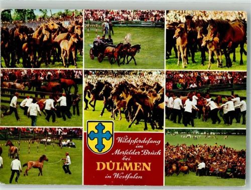 Dülmen 1978 Wildpferdefang Mersfelder Bruch