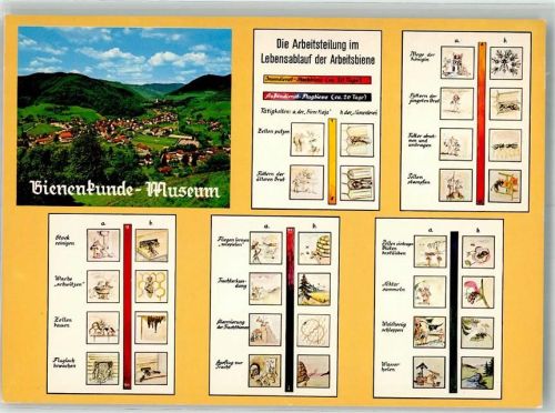 Münstertal Bienenkunde-Museum Die Arbeitsteilung im Lebenslauf der Arbeitsbiene Fotograf Hans Dreisigacker
