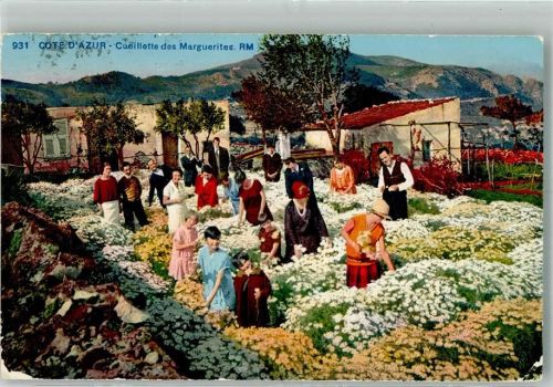 1928 Margeritenfeld an der Cote D'Azur