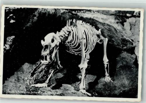 Pottenstein Höhlenbären-Skelett in der Teufelshöhle