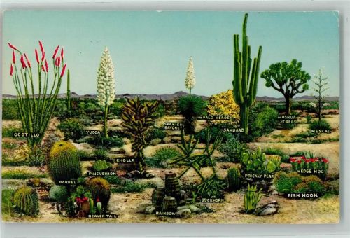 A Few Varieties Of Desert Nr. 96 F Tropical Florida Serieegetation