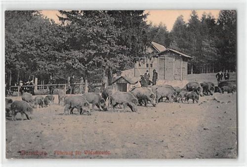Moritzburg Moritzburg. Fütterung der Wildschweine gelaufen. Gute Erhaltung.