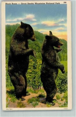 Black Bears - Great Smoky Mountains National Park AK