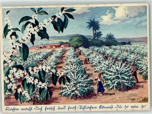 Eduscho Werbung Kaffee-Plantage in der Blüte AK Kaffeeherstellung