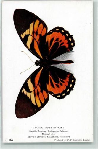 Papilio bachus E 165