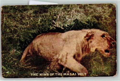 1909 The King of the Masai Velt - Kermit Roosevelt is the official Photographer with the Roosevelt Expedition in Afrika