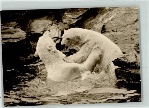 Eisbären