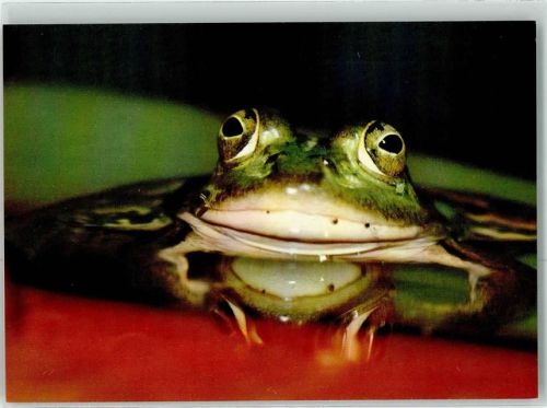 Wasserfrosch DJH Spendenkarte