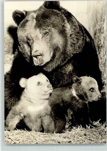 Leipzig Braunbärin mit Jungen Zoo