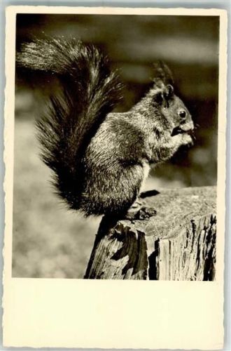 Photohaus M. Meerkämpfer