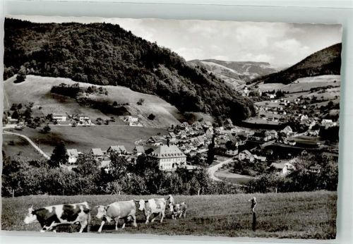 Untermünstertal Rindertrieb über dem Tal Fotograf Heinz Pfefferle