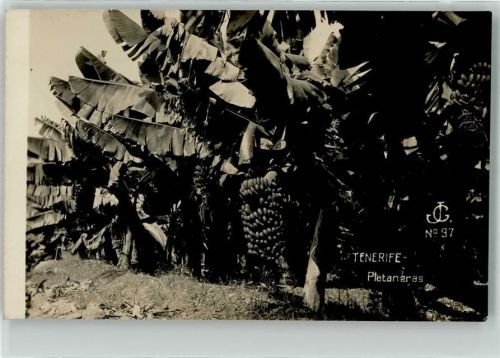 Santa Cruz Bananenplantage