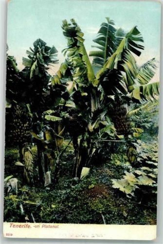 Platanal Palmen Bananen