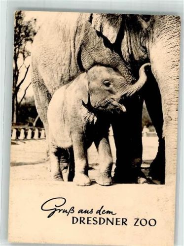 Dresden Indischer Elefant Schöpfi