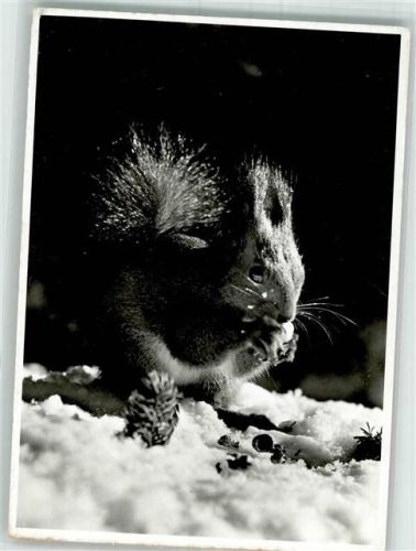 Arosa Hansi im Eichhörnliweg Eichhörnchen 1957 Foto AK
