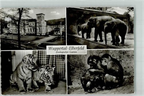 Tiergarten Elefanten Tiger Schimpansen