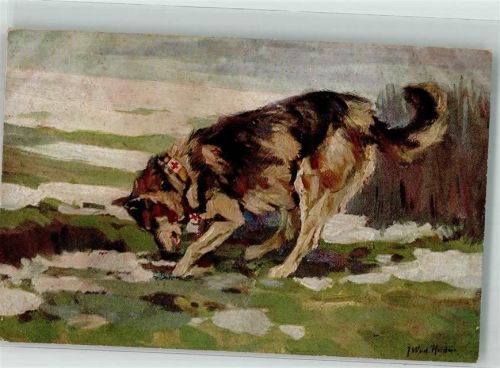 1915 Nr. 7 Sanitätshund auf der Spur des Verwundeten Rotes Kreuz
