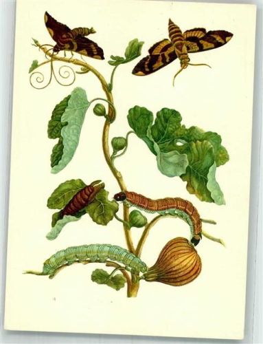 sign. Merian, Maria Feigenbaum mit Motten und Raupen VEB E.A. Seemann