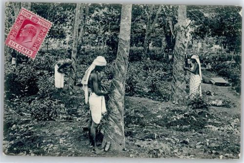 Colombo Tapping Rubber Trees, Ceylon