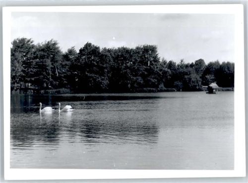 Harsefeld Seepartie, Schwäne, Fotoabzug