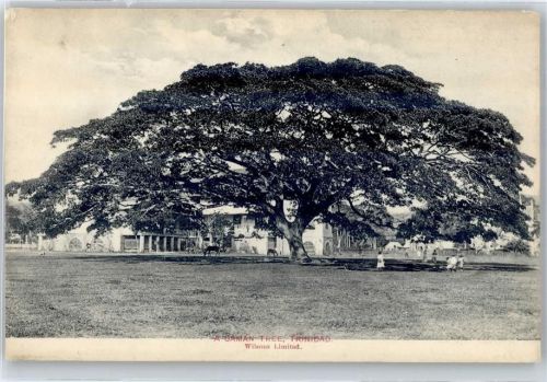 A Baman Tree