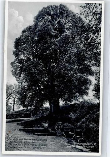 Waldkatzenbach Lindenbaum