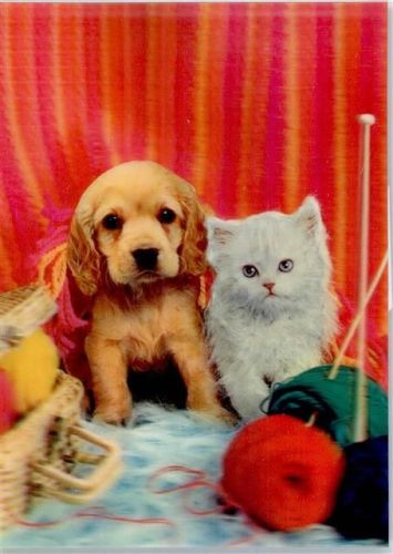 Hund Katze Stereokarte