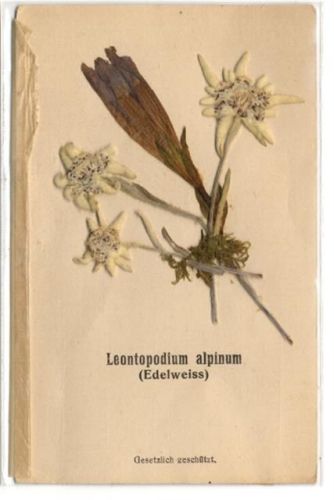 Edelweiss