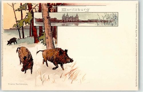 01468 O8105 Moritzburg - sign.Franz Hochmann Wildschwein