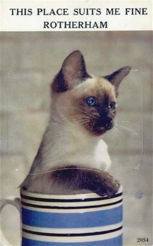 Rotherham Rotherham (Großbritannien) Leporello Katze in Tasse I-II