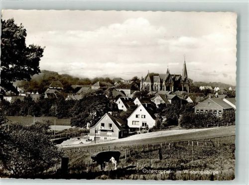 Ostercappeln Im Wiehengebirge Kuh