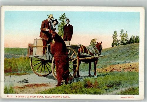 Fütterung eines wilden Bären im Yellowstone Park USA Fotograf Haynes