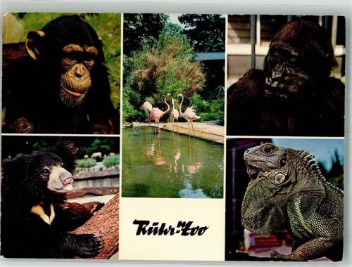 Gelsenkirchen 1968 Zoologischer Garten Ruhr-Zoo Empfänger unbekannt