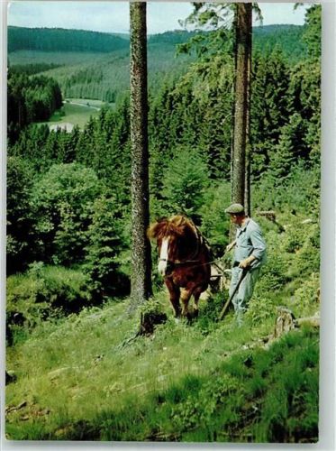 Holzfäller mit einem Rückepferd am Hang Fotograf Remd Postreiter-Verlag