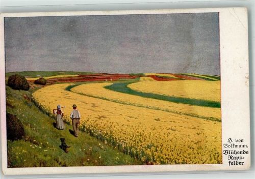 1923 sign. Volkmann H. v. Blühende Rapsfelder