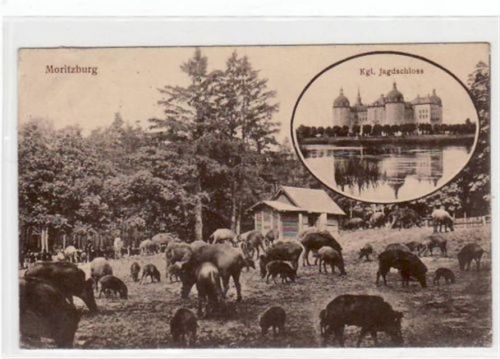 Moritzburg mit Kgl. Jagdschloss und Wildschweinen gelaufen von 1913, jedoch nicht beschrieben. Kleine Knicke an den Ecke n, leicht bügig, leicht fleckig, sonst gut erhalten.