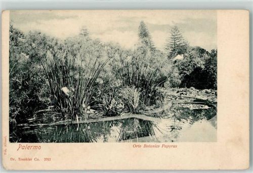 Palermo Orto Botanico Papyrus
