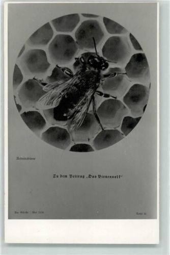 Zu dem Beitrag Das Bienenvolk Arbeiterbiene Biene Foto AK